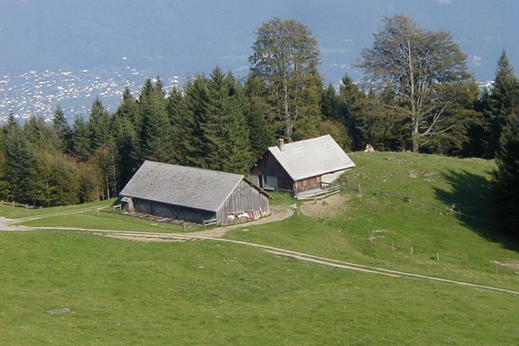 Alp Wald Plätsch